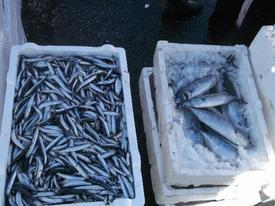 1 Eylül İtibariyle Denize Açılan Balıkçılar Son 4 Gündür Sezonun En Verimli Balığını Avlıyor.