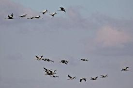 Nesli Dünya Ölçeğinde Tehlike Altında Bulunan Ve Hassas Kategorisinde Yer Alan Toy Kuşları, Yıllar Sonra Tekrar Seyfe Gölü'ne Geldi.