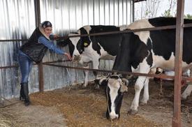 Edremit İlçesinde 110 Dönüm Yere Çiftlik Kuran Ve Büyükbaş Hayvancılığa Başlayan Genç Bayan, 24 Saat Süt Hizmet Vermeye Başladı.