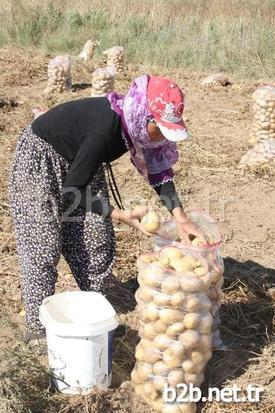 Elbistan’da Alternatif Ürün Olarak Ekilen Patatesin Hasadı Tamamlanmak Üzere. Patatesin Rekoltesi Her Ne Kadar Düşük Çıksa Da, Kilo Başına 1,5 Liradan Alıcı Bulması Çiftçiyi Bir Nebze Olsun Sevindirdi.