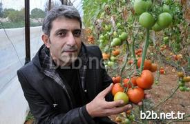 “güvenli Gıda Projesi” Kapsamında Tamamen Biyolojik İmkanlarla Yetiştirilen Güvenli Domateslerin Hasadına Başlandı. Alata Bahçe Kültürleri Araştırma İstasyonu Bitki Sağlığı Bölüm Başkanlığı Ziraat Yüksek Mühendisi Bülent Altan Proje Ve Çalışmalarla İlgili Bilgi Verdi.