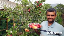 Antalya'nın Gazipaşa İlçesinde Bir Çiftçinin İki Camekan Arasındaki Boşluğu Değerlendirmek Amacıyla Kurduğu Bodur Elma Bahçesinde Dört Mevsim Elma Yetişiyor. Bahçe Sahibi Ali Özgün, Yıl Boyunca Hasat Yaptıklarını Söyledi.