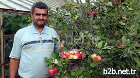 Antalya'nın Gazipaşa İlçesinde Bir Çiftçinin İki Camekan Arasındaki Boşluğu Değerlendirmek Amacıyla Kurduğu Bodur Elma Bahçesinde Dört Mevsim Elma Yetişiyor. Bahçe Sahibi Ali Özgün, Yıl Boyunca Hasat Yaptıklarını Söyledi.