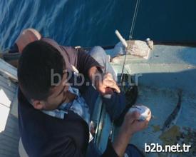 Muğla’nın Marmaris İlçesinde, Balıkçılar Tarafından Yakalanan Balon Balığı, Karnının Yarılıp Denize Atılmasına Rağmen Ölmeden Yüzerek Uzaklaşması Balıkçıları Hayretler İçinde Bıraktı.