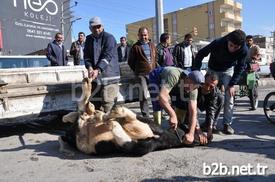 Şırnak’ın Silopi İlçesinde Başıboş Bir Şekilde Yakalanan İnek, Belediye Ekipleri Tarafından Yol Ortasında Kesildi. Kesim İşlemini Vatandaşlar Film İzler Gibi İzledi.