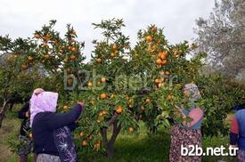 Balıkesir’in Edremit İlçesinde Bölge Ekonomisine Katkıda Bulunan Narenciye İçin Hasat Çalışmaları Yoğun Şekilde Devam Ediyor. Ancak Üretici Satışlardan Pek Memnun Değil.