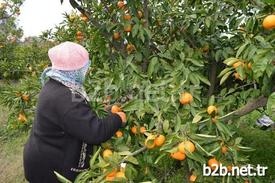 Balıkesir’in Edremit İlçesinde Bölge Ekonomisine Katkıda Bulunan Narenciye İçin Hasat Çalışmaları Yoğun Şekilde Devam Ediyor. Ancak Üretici Satışlardan Pek Memnun Değil.