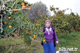 Balıkesir’in Edremit İlçesinde Bölge Ekonomisine Katkıda Bulunan Narenciye İçin Hasat Çalışmaları Yoğun Şekilde Devam Ediyor. Ancak Üretici Satışlardan Pek Memnun Değil.