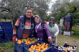 Balıkesir’in Edremit İlçesinde Bölge Ekonomisine Katkıda Bulunan Narenciye İçin Hasat Çalışmaları Yoğun Şekilde Devam Ediyor. Ancak Üretici Satışlardan Pek Memnun Değil.