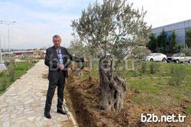 Gaziemir'de İmara Açılan Birçok Yerde Zeytin Ağaçlarının Olduğunu Belirten Gaziemir Belediye Başkanı Halil İbrahim Şenol, “şuanda Serbest Bölge Geliştirme Alanından 200 Ağacı Söküyoruz Ama Onları Sobalara Göndermiyoruz. Asla Onları Öldürmüyoruz. Ağaç Katliamına Müsaade Etmiyoruz. Bu Proje Alman Basınında Da Uzun Bir Süre Çıktı. Türkiye’de Bir İlki Yapmaya Çalışıyoruz\