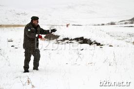 Ardahan’da Hava Sıcaklıklarının Düşmesi Ve Kar Yağışı Sebebiyle Yem Bulmakta Güçlük Çeken Yaban Hayvanları İçin Doğaya Yem Bırakıldı. Orman Ve Su İşleri Şube Müdürlüğü Ekipleri, Getirdikleri Buğday Ve Etleri 5 Ayrı Alana Bıraktı.