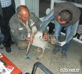 Mersin’in Mut İlçesinde Vatandaşların Yaralı Olarak Bulduğu Ak Pelikan (pelecanus Onocrotalus), Doğa Koruma Ve Milli Parklar Mersin Şube Müdürlüğü Mut Şefliği Tarafından Veteriner Hekime Yaptırılan Tedavisinin Ardından Doğal Yaşam Ortamına Bırakıldı.