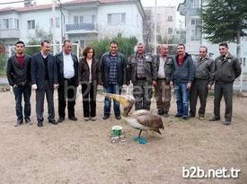 Mersin’in Mut İlçesinde Vatandaşların Yaralı Olarak Bulduğu Ak Pelikan Yapılan Tedavisinin Ardından Doğal Yaşam Ortamına Bırakıldı.