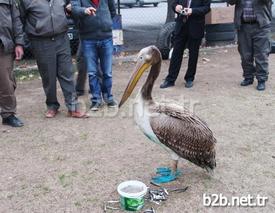 Mersin’in Mut İlçesinde Vatandaşların Yaralı Olarak Bulduğu Ak Pelikan (pelecanus Onocrotalus), Doğa Koruma Ve Milli Parklar Mersin Şube Müdürlüğü Mut Şefliği Tarafından Veteriner Hekime Yaptırılan Tedavisinin Ardından Doğal Yaşam Ortamına Bırakıldı.
