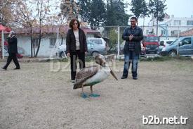 Mersin’in Mut İlçesinde Vatandaşların Yaralı Olarak Bulduğu Ak Pelikan (pelecanus Onocrotalus), Doğa Koruma Ve Milli Parklar Mersin Şube Müdürlüğü Mut Şefliği Tarafından Veteriner Hekime Yaptırılan Tedavisinin Ardından Doğal Yaşam Ortamına Bırakıldı.