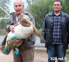 Tedavisini Tamamladıkları Pelikanın Bir Süre Karantinada Kaldığını İfade Eden Mersin Milli Parklar Şube Müdürü Ahmet Çörtük (sağdaki), “bu Tür Durumlarda Bize Ulaştırılan Bütün Hayvanları Tedavilerini Yapıyoruz. Yaraları Nedeniyle Beslenemeyen Hayvanlarımızın Beslenmesini De Biz Yapıyoruz\