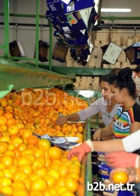 İzmir’de Seferihisar Belediyesi Öncülüğünde Kurulan Mandalina Üretici Birliği’nin Almanya’ya Yaptığı İhracatla İlk Kez Avrupa Birliği’ne Mandalina Satışı Yapıldı.