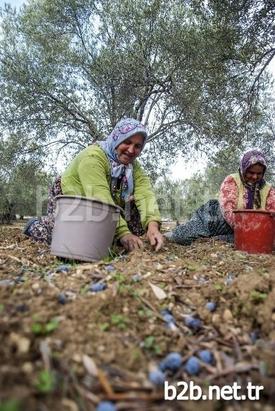 Yaklaşık 11 Milyon Zeytin Ağacı Bulunan Balıkesir’de Zeytin Hasadında Çalışan İşçilerin Yaklaşık Yüzde 60’ı Kadınlardan Oluşuyor. Kadınlar, Dip Toplama Ve Tırmık İşlerinde İstihdam Edilerek Aile Ekonomilerine Katkı Sağlıyor.