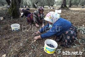 Yaklaşık 11 Milyon Zeytin Ağacı Bulunan Balıkesir’de Zeytin Hasadında Çalışan İşçilerin Yaklaşık Yüzde 60’ı Kadınlardan Oluşuyor. Kadınlar, Dip Toplama Ve Tırmık İşlerinde İstihdam Edilerek Aile Ekonomilerine Katkı Sağlıyor.