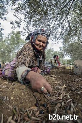 Yaklaşık 11 Milyon Zeytin Ağacı Bulunan Balıkesir’de Zeytin Hasadında Çalışan İşçilerin Yaklaşık Yüzde 60’ı Kadınlardan Oluşuyor. Kadınlar, Dip Toplama Ve Tırmık İşlerinde İstihdam Edilerek Aile Ekonomilerine Katkı Sağlıyor.