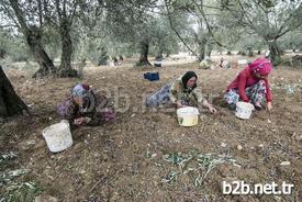 Yaklaşık 11 Milyon Zeytin Ağacı Bulunan Balıkesir’de Zeytin Hasadında Çalışan İşçilerin Yaklaşık Yüzde 60’ı Kadınlardan Oluşuyor. Kadınlar, Dip Toplama Ve Tırmık İşlerinde İstihdam Edilerek Aile Ekonomilerine Katkı Sağlıyor.