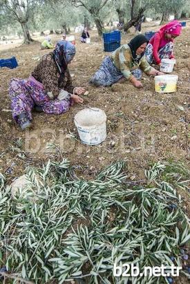 Yaklaşık 11 Milyon Zeytin Ağacı Bulunan Balıkesir’de Zeytin Hasadında Çalışan İşçilerin Yaklaşık Yüzde 60’ı Kadınlardan Oluşuyor. Kadınlar, Dip Toplama Ve Tırmık İşlerinde İstihdam Edilerek Aile Ekonomilerine Katkı Sağlıyor.