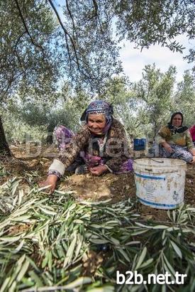 Yaklaşık 11 Milyon Zeytin Ağacı Bulunan Balıkesir’de Zeytin Hasadında Çalışan İşçilerin Yaklaşık Yüzde 60’ı Kadınlardan Oluşuyor. Kadınlar, Dip Toplama Ve Tırmık İşlerinde İstihdam Edilerek Aile Ekonomilerine Katkı Sağlıyor.