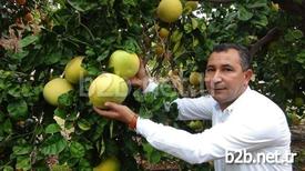 Turunçgiller İçinde En Ağır Ve Soğuğa En Dayanıklı Bitki Olarak Bilinen Ağaç Kavunu, Mersin’in Silifke İlçesinde Üreticinin Yeni Alternatifi Olmaya Aday Olurken, Ağaç Kavununun Kolesterol Ve Şeker Düşürmede En Etkili Ürünlerinden Biri Olduğu Bildirildi.