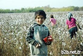 Antalya'nın Manavgat İlçesinde Sel Felaketi Sonrasında Tarlada Kalan Pamuk, Türkiye’ye Sığınan Suriyeli Aileler Tarafından Toplanıyor.