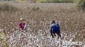 Antalya'nın Manavgat İlçesinde Sel Felaketi Sonrasında Tarlada Kalan Pamuk, Türkiye’ye Sığınan Suriyeli Aileler Tarafından Toplanıyor.