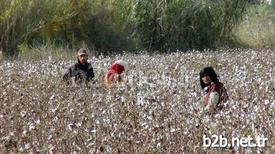 Antalya'nın Manavgat İlçesinde Sel Felaketi Sonrasında Tarlada Kalan Pamuk, Türkiye’ye Sığınan Suriyeli Aileler Tarafından Toplanıyor.