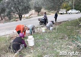 Antalya’nın Kaş İlçesi Kalkan Mahallesi’nde Denize Bakan Yamaçlardan Zeytin Toplayan Vatandaşlar Tamamen Doğal Zeytinyağı Elde Ediyor. Zeytinin Posası İse Yakacak Ve Hayvan Yemi Olarak Kullanılıyor.