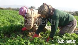 Türkiye’nin Narenciye Üretiminin Önemli Bir Kısmını Karşılayan Ve Mersin’den Sonra En Önemli Narenciye İhracat Merkezi Olan Hatay’da Mandalina Üreticileri Ürünlerin Dalında Kalmasından Şikayet Ediyor.