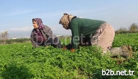 Türkiye’nin Narenciye Üretiminin Önemli Bir Kısmını Karşılayan Ve Mersin’den Sonra En Önemli Narenciye İhracat Merkezi Olan Hatay’da Mandalina Üreticileri Ürünlerin Dalında Kalmasından Şikayet Ediyor.