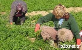 Türkiye’nin Narenciye Üretiminin Önemli Bir Kısmını Karşılayan Ve Mersin’den Sonra En Önemli Narenciye İhracat Merkezi Olan Hatay’da Mandalina Üreticileri Ürünlerin Dalında Kalmasından Şikayet Ediyor.