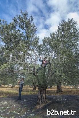 Balıkesir’in Edremit Ziraat Odası Başkan Vekili Ali Yılmaz Diker, Zeytin Üreticisine Seslenerek Tarımda Mekanizasyonun Önemine Değindi.