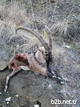 Tunceli’de Kaçak Avcılar Tarafından, Koruma Altında Bulunan Dağ Keçilerinin Avlanması Tepki Topluyor.