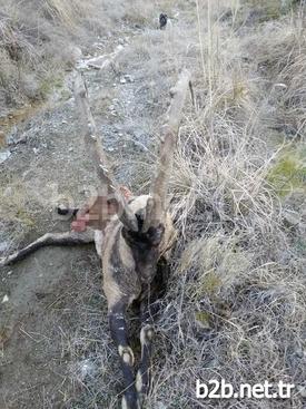 Tunceli’de Kaçak Avcılar Tarafından, Koruma Altında Bulunan Dağ Keçilerinin Avlanması Tepki Topluyor.