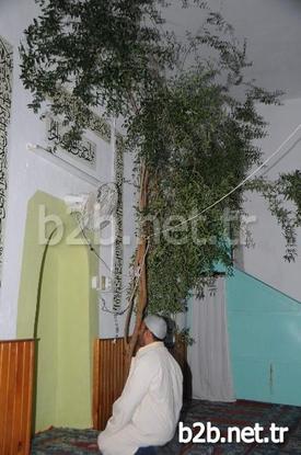 Burdur’un Bucak İlçesine Bağlı Kızıllı Köyündeki Caminin İçinde Namaz, Zeytin Ağacının Gölgesinde Kılınıyor. 1980 Yılında Caminin Yapımı Sırasında İnşaat Alanında Bulunan Zeytin Ağaçlarını Kesmeye Kıyamayan Köylüler Bugün Gözleri Gibi Baktıkları Ağacın Gölgesinde İbadetlerini Gerçekleştirip, Dualarını Yapıyorlar.