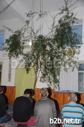 Burdur’un Bucak İlçesine Bağlı Kızıllı Köyündeki Caminin İçinde Namaz, Zeytin Ağacının Gölgesinde Kılınıyor. 1980 Yılında Caminin Yapımı Sırasında İnşaat Alanında Bulunan Zeytin Ağaçlarını Kesmeye Kıyamayan Köylüler Bugün Gözleri Gibi Baktıkları Ağacın Gölgesinde İbadetlerini Gerçekleştirip, Dualarını Yapıyorlar.