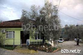 Türkiye'de Son Zamanlarda Kesimiyle Dikkat Çeken Zeytin Ağacı, Burdur'un Bucak İlçesinde Baştacı Yapıldı. Öyle Ki Köylüler Cami İnşaatı İçin Ayrılan Alana Yapacakları İnşaatta İnşaat İçinde Kalan Zeytin Ağacı İçin Özel Bir Yer Ayırdılar. Çevresi De Zeytin Ağaçlarıyla Kaplı Olan Cami İnşaatının İçinde Kalan Bir Zeytin Ağacı Da Köylü Tarafından Özel Korumaya Alındı.