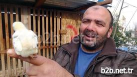 Uzun Zamandır Tavuk Beslediğini Belirten Pir Gayip Demirci, “daha Önce Hiç Böyle Bir Şeyle Karşılaşmadım. Civcivin Kuyruk Kısmında Çıkan Üçüncü Ayağı Çekmeye Çalıştık Çıkmadı. Kan Kaybeder Ölür Diye Üçüncü Ayağı Kesmedim De. Şimdi Bu Şekilde Yaşıyor. Sağlık Durumu Da İyi. Artık Bu Şekilde Büyüyecek” Dedi.