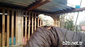 Osmaniye’nin Kadirli İlçesinde Bir Civcivin Kuyruk Kısmından Ayak Çıkması Görenleri Şaşırttı.