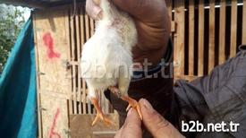 Osmaniye’nin Kadirli İlçesinde Bir Civcivin Kuyruk Kısmından Ayak Çıkması Görenleri Şaşırttı.