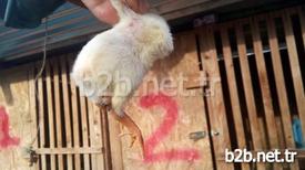 Osmaniye’nin Kadirli İlçesinde Bir Civcivin Kuyruk Kısmından Ayak Çıkması Görenleri Şaşırttı.