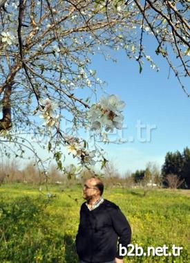 Türkiye’nin İkinci Büyük Badem Üretim Merkezi Konumundaki Akdeniz Bölgesi’nin Sahil Kenti Mersin’de Badem Ağaçları Çiçek Açtı.