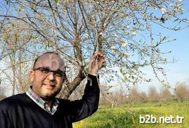 Ziraat Yüksek Mühendisi Hanifi Alp Arslan, Çiçek Açan Ağaçlarda İncelemelerde Bulundu.