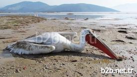 Aydın-muğla İl Sınırındaki Bafa Gölü’nde Nesli Tükenmek Üzere Olduğu İçin Koruma Altına Alınan Pelikanlar Biri Kaçak Avlanmaya Çalışan Kişi Ya Da Kişiler Tarafından Vuruldu.