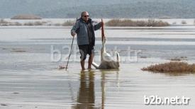 Aydın-muğla İl Sınırındaki Bafa Gölü’nde Nesli Tükenmek Üzere Olduğu İçin Koruma Altına Alınan Pelikanlar Biri Kaçak Avlanmaya Çalışan Kişi Ya Da Kişiler Tarafından Vuruldu.