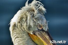 Aydın-muğla İl Sınırındaki Bafa Gölü’nde Nesli Tükenmek Üzere Olduğu İçin Koruma Altına Alınan Pelikanlar Biri Kaçak Avlanmaya Çalışan Kişi Ya Da Kişiler Tarafından Vuruldu.